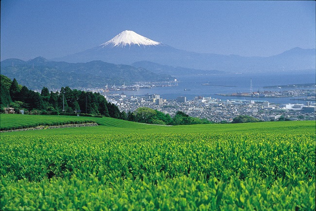 ▲美しい「茶畑」と「富士山」（提供：静岡市）