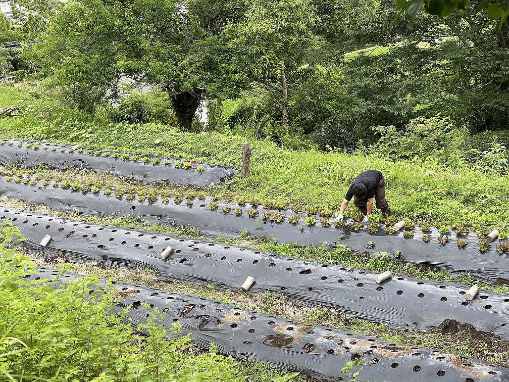 ▲管理している畑で孝枝さんの夫が農作業をする風景